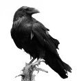 Raven90z